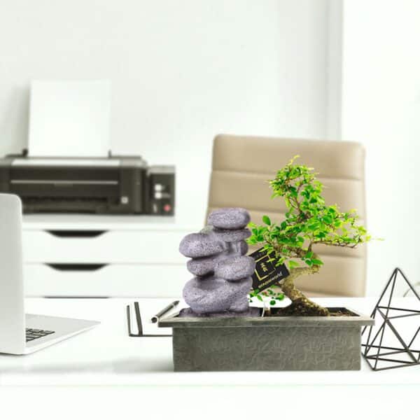Bonsai kose komplekt – Zen + hoolduskomplekt 2 Bonsai kose komplekt – Zen + hoolduskomplekt - Pilt 2