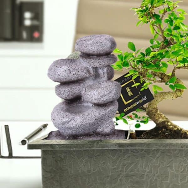 Bonsai kose komplekt – Zen + hoolduskomplekt 3 Bonsai kose komplekt – Zen + hoolduskomplekt - Pilt 3
