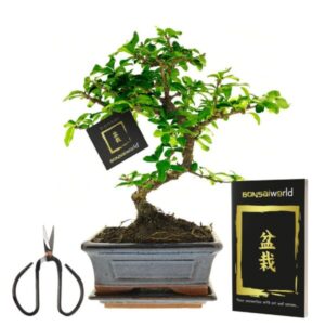 Bonsai stardikomplekt