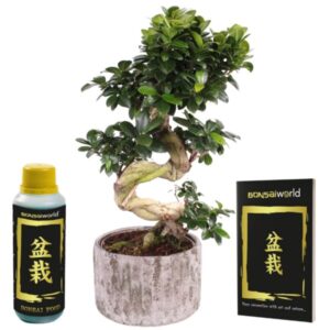 Bonsai ženšenn Deluxe XXL