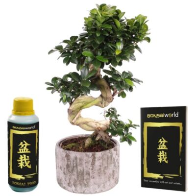 Bonsai ženšenn Deluxe XXL 1 Bonsai ženšenn Deluxe XXL