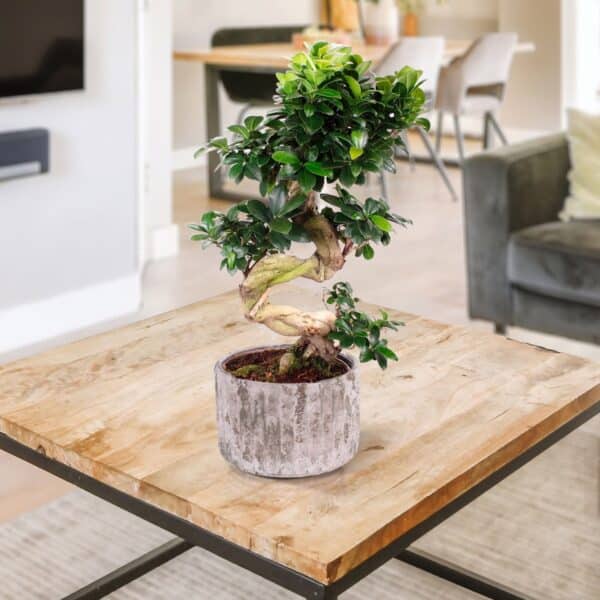 Bonsai ženšenn Deluxe XXL 2 Bonsai ženšenn Deluxe XXL - Pilt 2