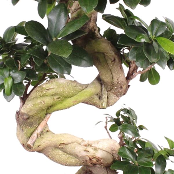 Bonsai ženšenn Deluxe XXL 3 Bonsai ženšenn Deluxe XXL - Pilt 3