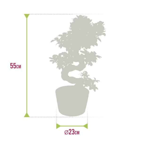 Bonsai ženšenn Deluxe XXL 4 Bonsai ženšenn Deluxe XXL - Pilt 4