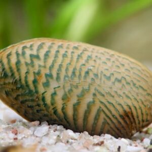 Dekoratiivne rannakarp Scabies Crispata