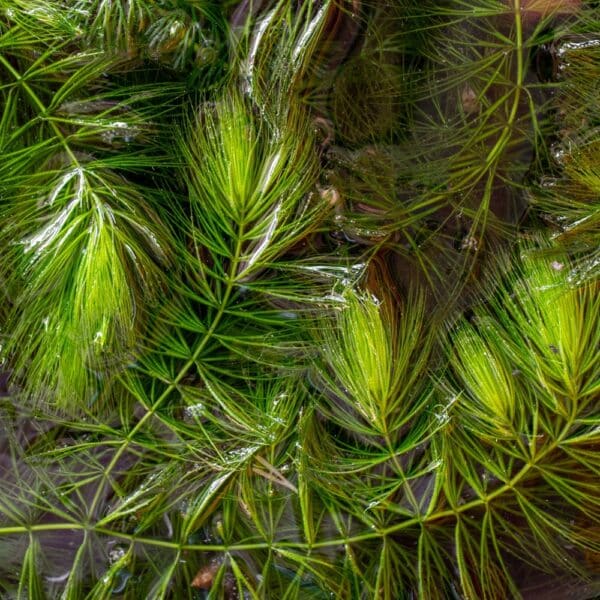 Sarvleht - 50 liitrit - Ceratophyllum Demersum 2 Sarvleht - 50 liitrit - Ceratophyllum Demersum - Pilt 2