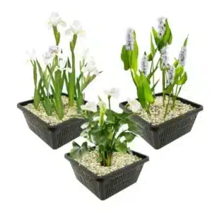 Tiigitaimede komplekt – valged sootaimed