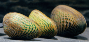 akvaariumi karp1