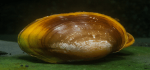 akvaariumi karp2