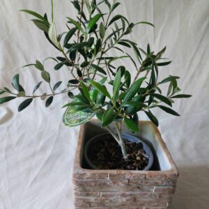 Harilik õlipuu / Olea Europaea