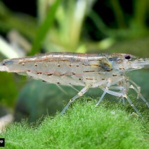 Amano krevetid