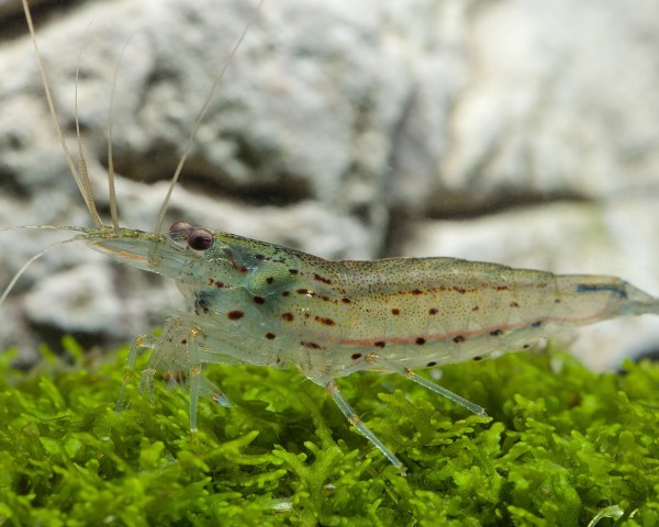 Amano krevetid 3 Amano krevetid - Pilt 3