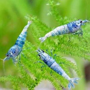 Caridina sp Iced Blue Mix