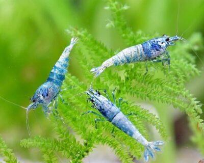 Caridina sp Iced Blue Mix 1 Caridina sp Iced Blue Mix