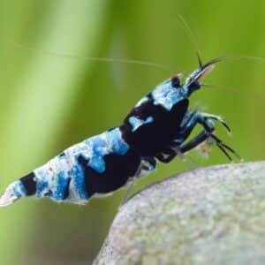 Caridina sp Taiwani mesilane