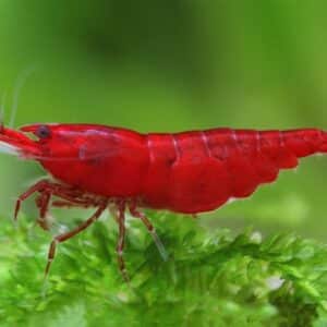 Neocaridina davidi Bloody Mary
