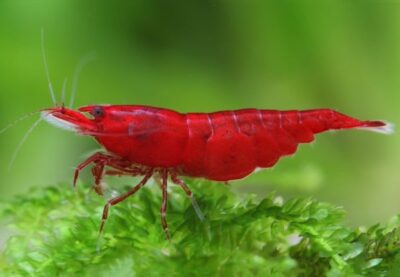 Neocaridina davidi Bloody Mary 1 Neocaridina davidi Bloody Mary