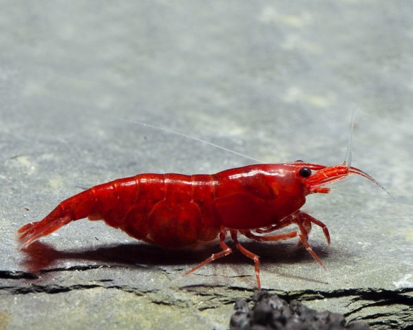 Neocaridina davidi Bloody Mary 2 Neocaridina davidi Bloody Mary - Pilt 2