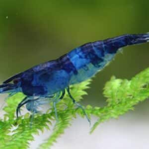 Neocaridina davidi Bouvier