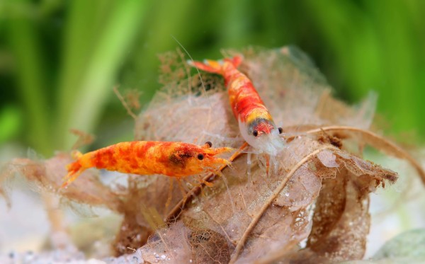 Neocaridina davidi Koi Sunburst 2 Neocaridina davidi Koi Sunburst - Pilt 2