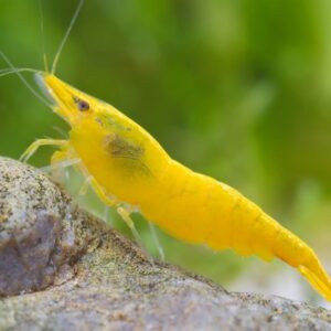Neocaridina davidi Kollane