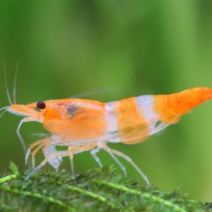 Neocaridina davidi Orange Rili