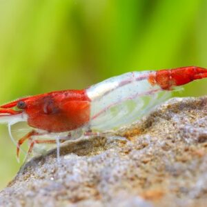 Neocaridina davidi Red Rili