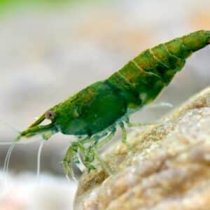 Neocaridina davidi Roheline nefriit