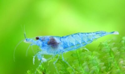 Neocaridina davidi Sinine tarretis 1 Neocaridina davidi Sinine tarretis