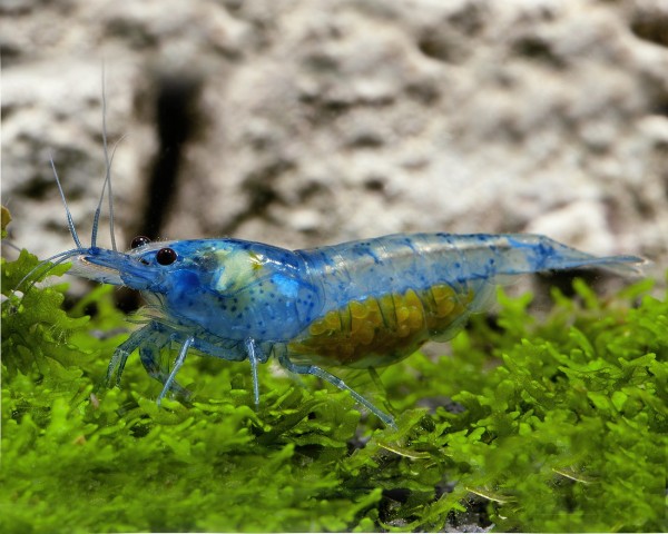 Neocaridina davidi Sinine tarretis 2 Neocaridina davidi Sinine tarretis - Pilt 2