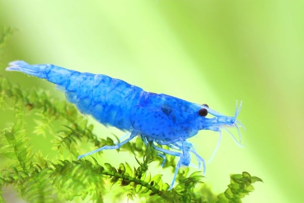 Neocaridina davidi Sinine tarretis 3 Neocaridina davidi Sinine tarretis - Pilt 3