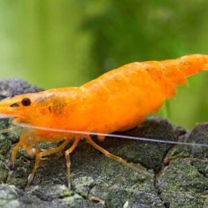 Neocaridina davidi oranž
