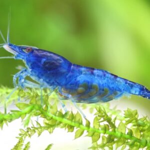 Neocaridina davidi sinine