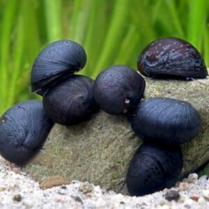 Neritina pulligera