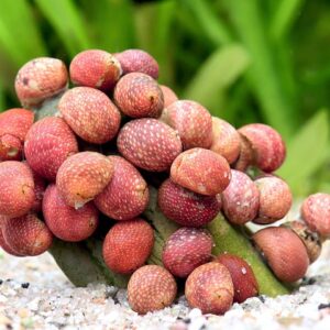 Pink Lady tigu – Clithon sowerianum