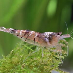 Sulawesi vetikate krevetid