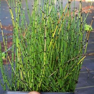 Equisetum scirpoides Rabataimed tiigis
