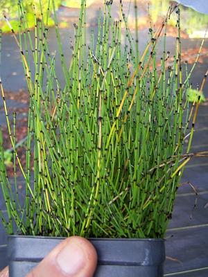 Equisetum scirpoides 1 Equisetum scirpoides Rabataimed tiigis