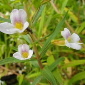Gratiola Officinalis
