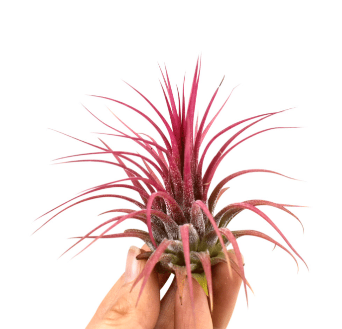 Tillandsia hooldus 24 Tillandsia Ionantha punane
