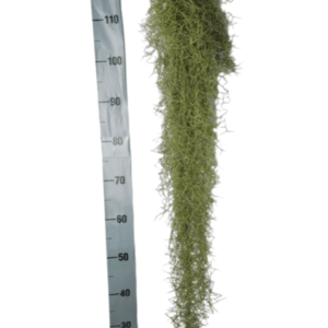 Tillandsia Usneoides Green