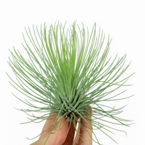 Tillandsia Andreana