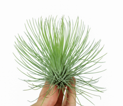 Tillandsia Andreana 1 Tillandsia Andreana