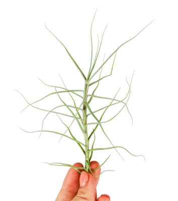Tillandsia Caerulea 1 Tillandsia Caerulea