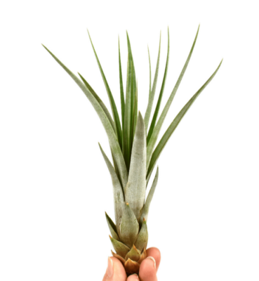 Tillandsia Fasciculata 1 Tillandsia Fasciculata