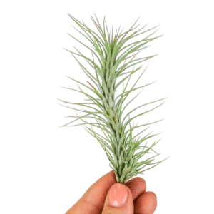Tillandsia Funckiana