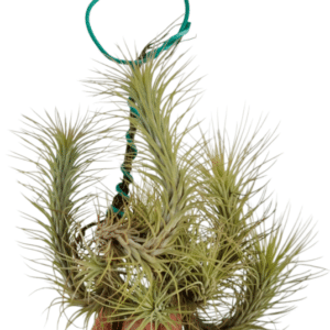 Tillandsia Funckiana kobar