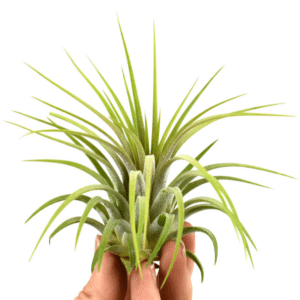 Tillandsia Ionantha Rubra