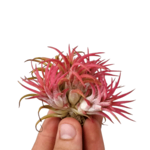 Tillandsia Ionantha kobar punane