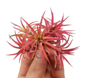 Tillandsia ehk õhulill